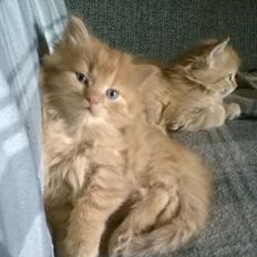 Blanding af racer Oscar