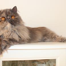 Perser Well-Done's Mitzi