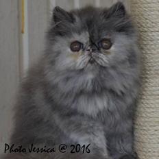 Perser Sidentassen XLNT Design