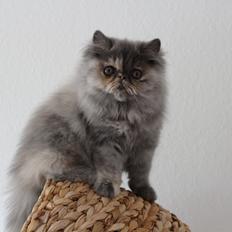 Perser Sidentassen XLNT Design