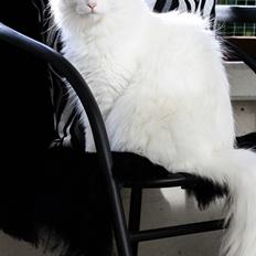 Blanding af racer Silla