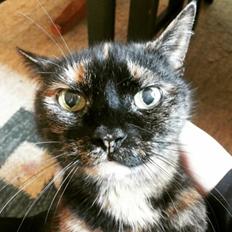 Blanding af racer Fortuna (R.I.P 01-05-17)