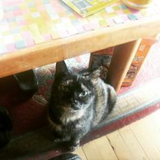 Blanding af racer Fortuna (R.I.P 01-05-17)