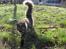 Maine Coon Kirby - 16/3-16 en stolt kat der nyder det gode vejr