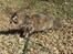Maine Coon Kirby - 16/-16 Kirby ude og nyde det gode vejr