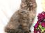 British Longhair Coco