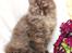 British Longhair Coco