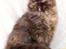 British Longhair Coco