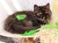British Longhair Coco