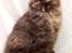 British Longhair Coco