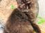 British Longhair Coco