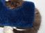 British Longhair Coco