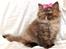 British Longhair Coco