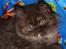 British Longhair Coco