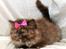 British Longhair Coco