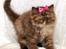 British Longhair Coco