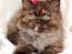 British Longhair Coco