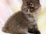 British Longhair Coco