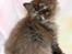 British Longhair Coco