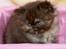 British Longhair Coco