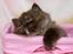 British Longhair Coco