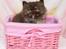British Longhair Coco