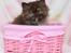 British Longhair Coco