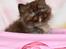 British Longhair Coco