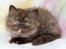 British Longhair Coco