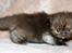 British Longhair Coco