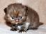 British Longhair Coco
