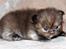 British Longhair Coco