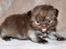 British Longhair Coco