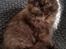 British Longhair Coco
