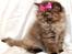 British Longhair Coco