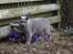 British Shorthair Guddi(Petrines Gurli)