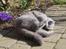 British Shorthair Guddi(Petrines Gurli)