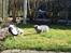British Shorthair Guddi(Petrines Gurli)