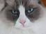 Ragdoll Sigger