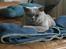 British Shorthair Smitty