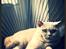 British Shorthair Smitty