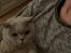 British Shorthair Smitty