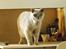 British Shorthair Smitty