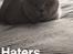 British Shorthair Smitty
