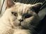 British Shorthair Smitty