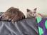 British Shorthair Smitty