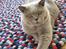 British Shorthair Smitty
