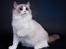 Ragdoll DK Vandoll Shining Super Star