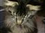Norsk Skovkat og Main coon blanding, Felix