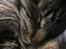 Norsk Skovkat og Main coon blanding, Felix